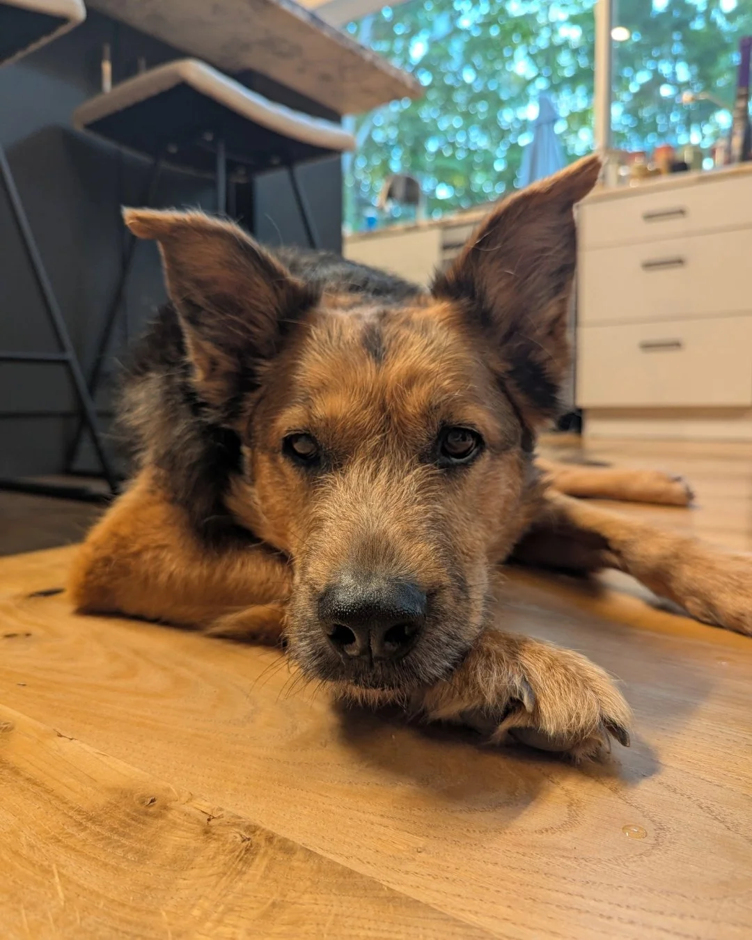 Happy Testimonial Tuesday- Meet Sophie!🐾 
"Sophie is a 12 year old Shepherd mix and she's taken Licks vitamins for years. We've just recently switched her to senior joint and hip to help with her arthritis. She loves her Licks and always licks 