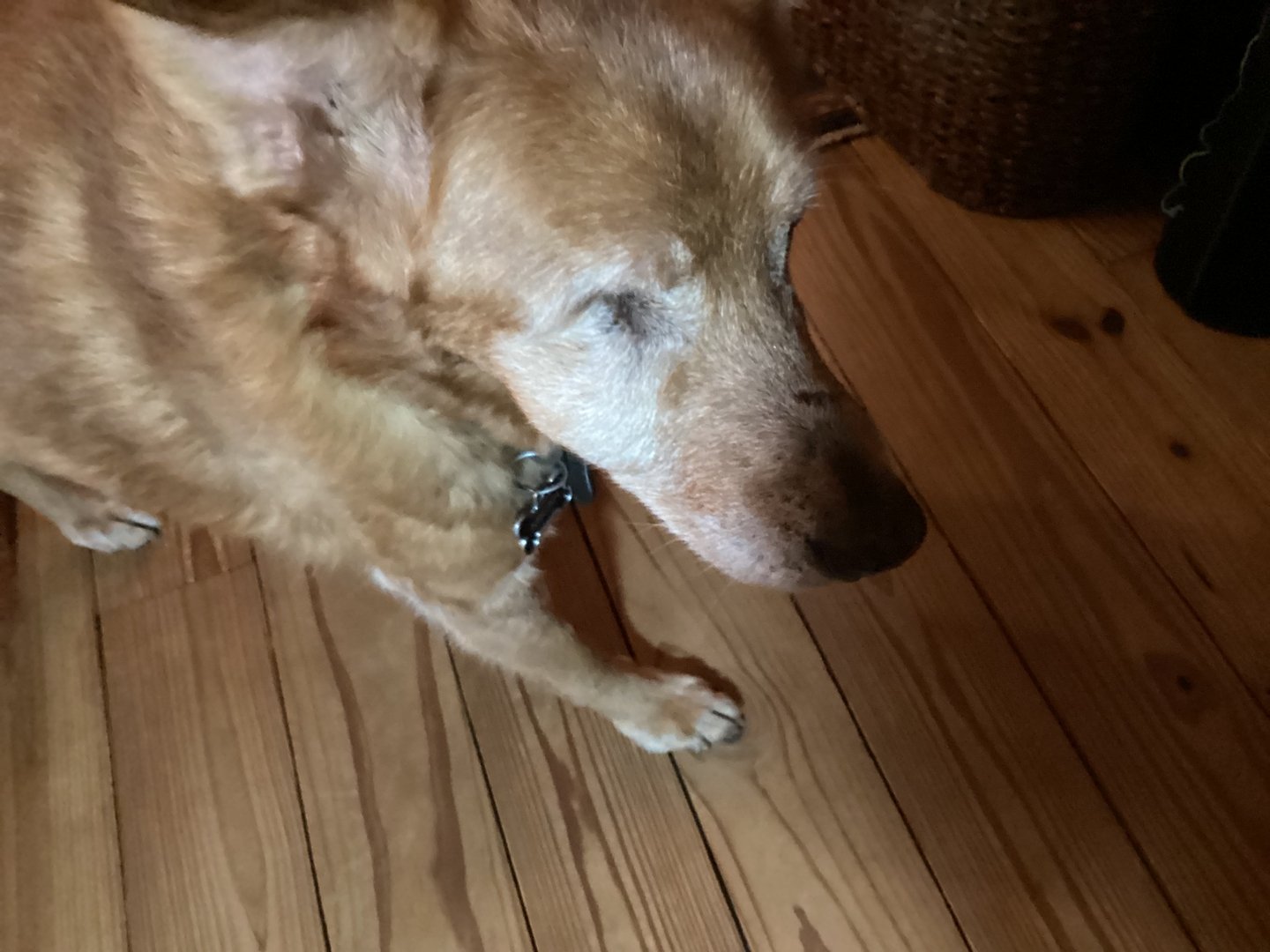 It's Testimonial Tuesday! Meet Micah 🐾 
"Micah is a large mixed breed with a sad past before we rescued him. He is now 17 and up until last year was having more and more difficulty doing stairs. I thought the end was near. I tried Licks and fro