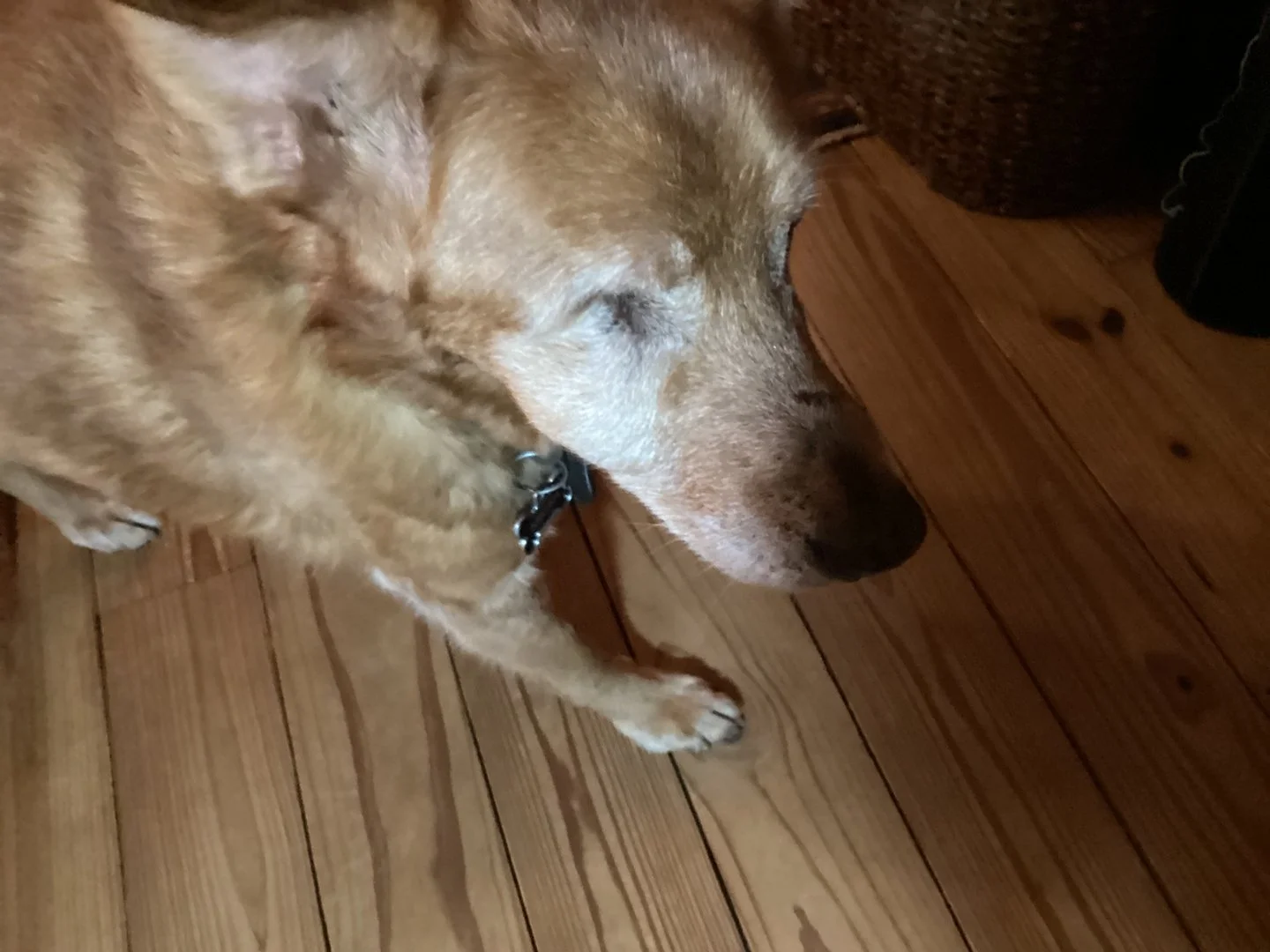 It's Testimonial Tuesday! Meet Micah 🐾 
"Micah is a large mixed breed with a sad past before we rescued him. He is now 17 and up until last year was having more and more difficulty doing stairs. I thought the end was near. I tried Licks and fro