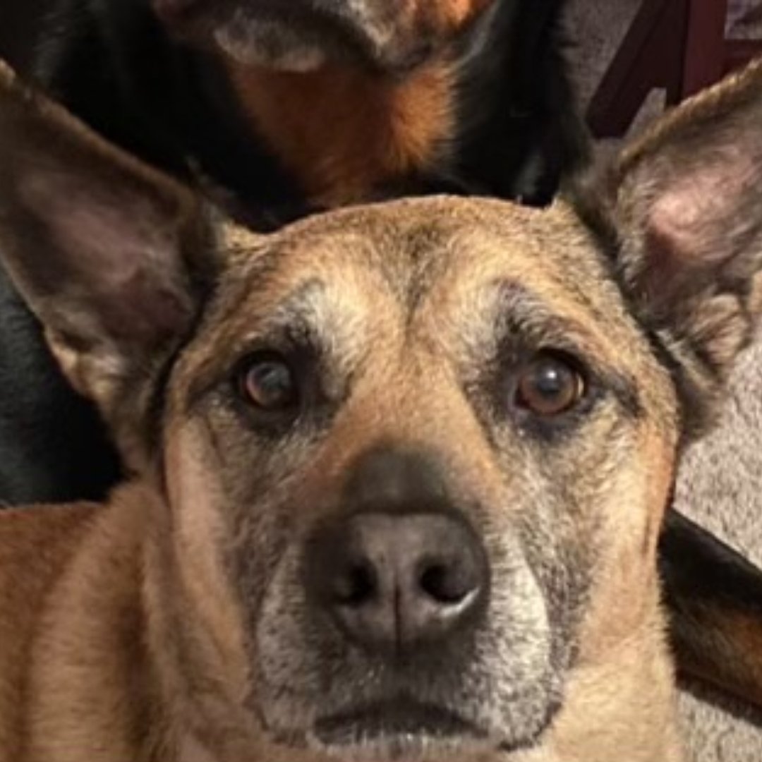 Testimonial Tuesday! Meet Cookie!
"The pain relief works really well for my senior dog, Cookie.  She has two torn ACLs, but still really loves to walk and this product helps her a lot."

Weather your dog has an injury, illness, or is recove