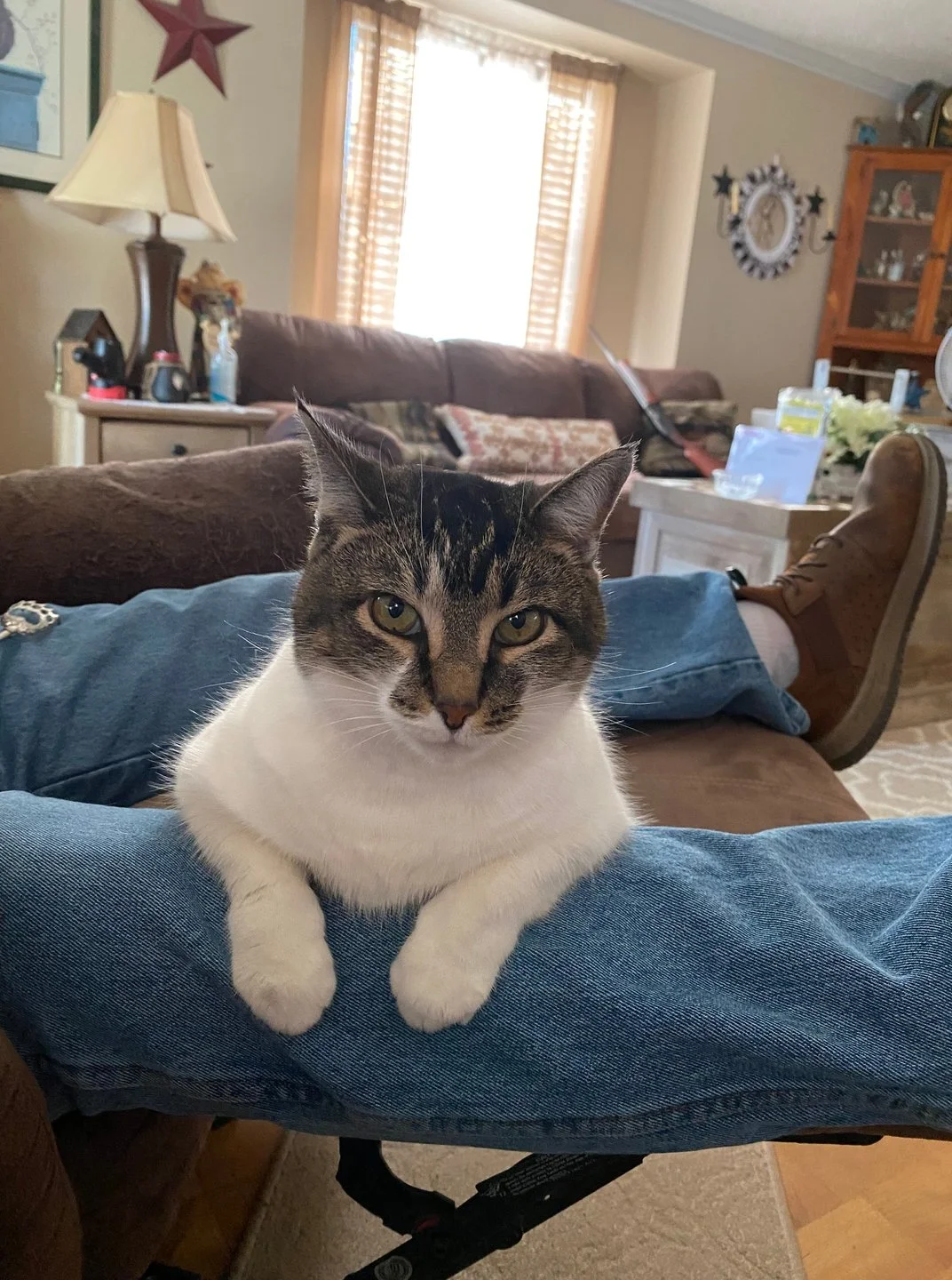 It's Testimonial Tuesday! Meet Sissy 🐾 
Sissy used Licks Cat Urinary Tract Care to help treat her UTI issues-"Love that it started working very fast, and when you place an order it comes really fast"

Did you know pets can get UTI's? Our i