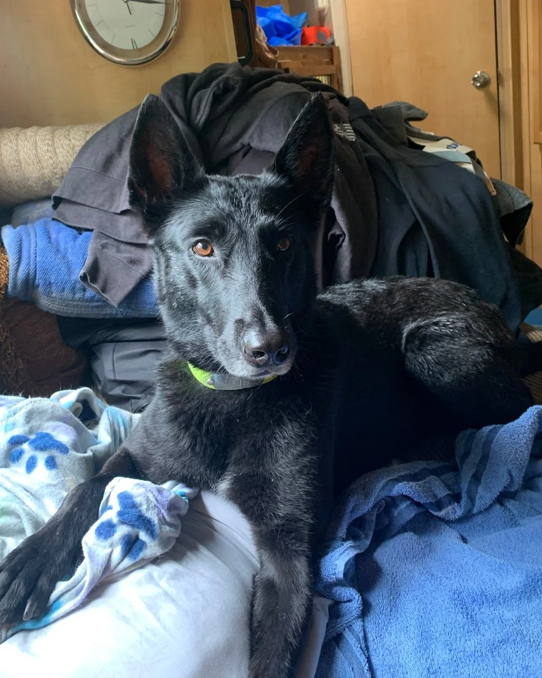 It's Testimonial Tuesday! Meet Jet🐾 
"Jet uses (Licks ZEN Calming Aid), it really helps take the edge off during storms!"

Our ZEN Calming Packets are a must have for those who live in an area with storms! ⚡ Giving your pup one packet 20-3