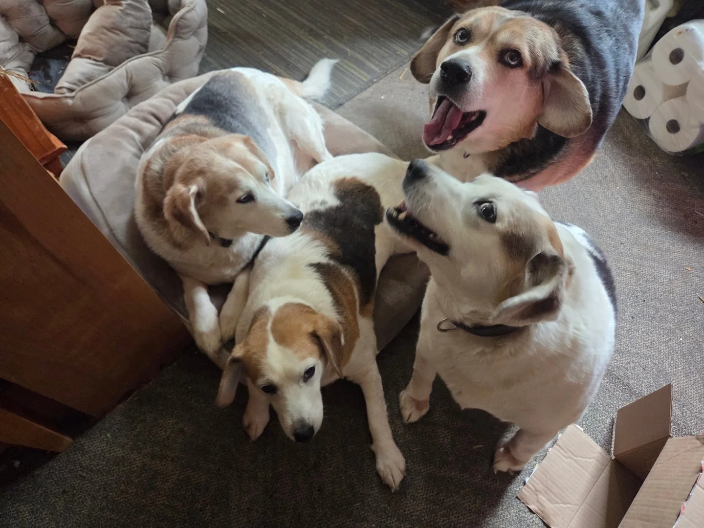 Happy Testimonial Tuesday! Meet Glimfeather, Galahad, Lena, and Poppy!!

"My four almost 11 year old dogs are siblings. As they are getting older they have a few aches &amp; pains. Licks Elder Dog gives them more pep in their step and more energ