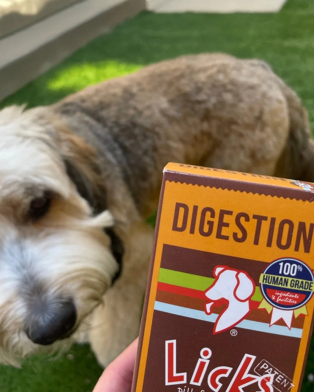 Is your furry friend struggling with appetite, digestion, or bloating? 

LICKS Digestion is here to help! 🐶 Packed with 100% human-grade ingredients, it promotes a healthy gut and ensures better nutrient absorption for your pup!

#HealthyDogHappyLif