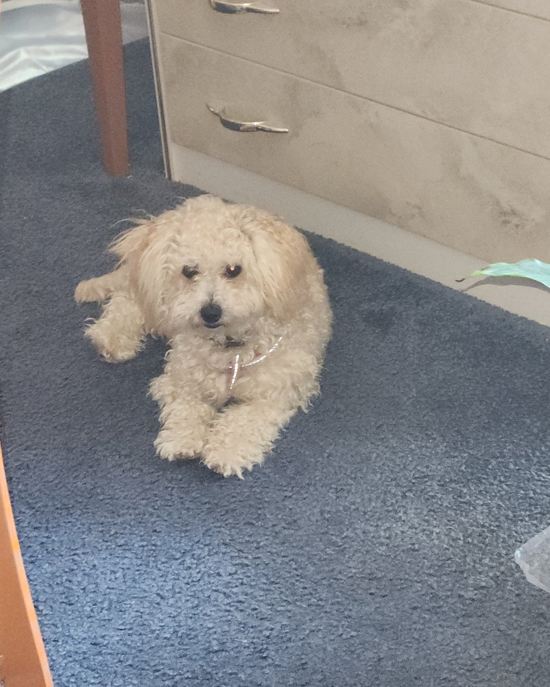 It's Testimonial Tuesday, meet Candy!

"My dogs eye became red and swollen again. I thought I'd have to spend another couple hundred dollars at the vet as they weren't recommending any over the counter medicine for her. I found this product (Lic
