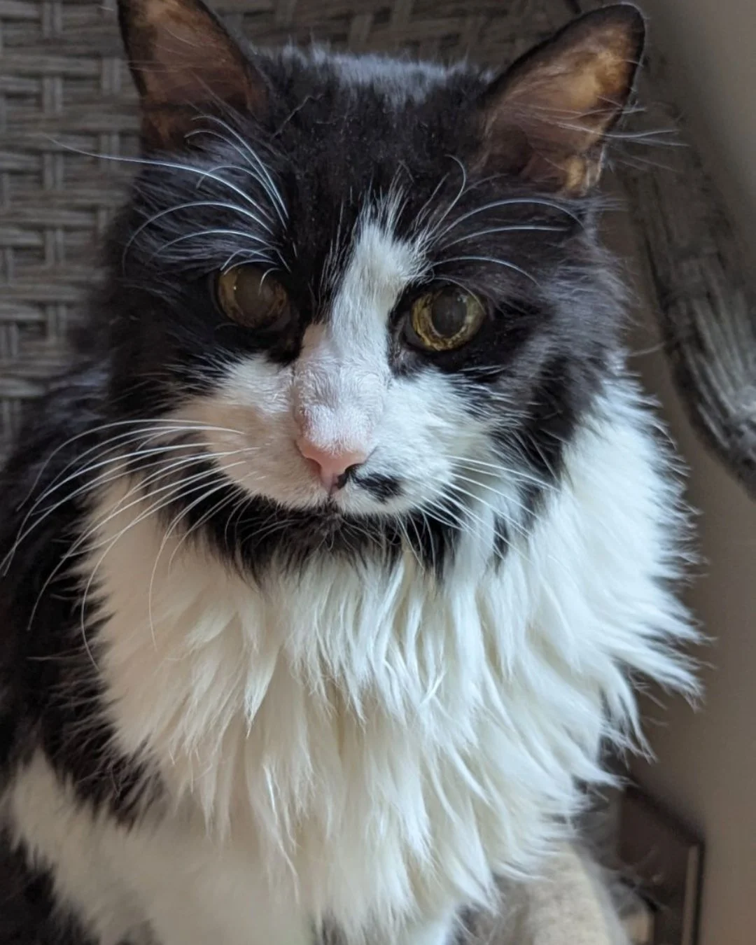 It's Testimonial Tuesday! Meet Minnie Moo!

"Minnie Moo is 18 years old and takes the Senior vitamin Licks. We hope this will help her stay strong and healthy so that we can love her fir many more years."

#LicksPillFree #Testimonial #PetHe