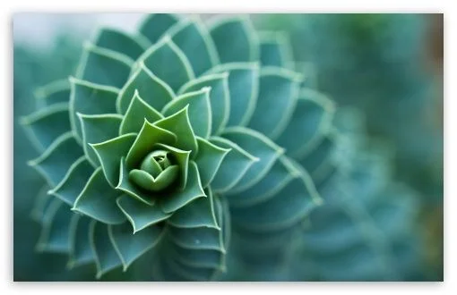 plant.jpg