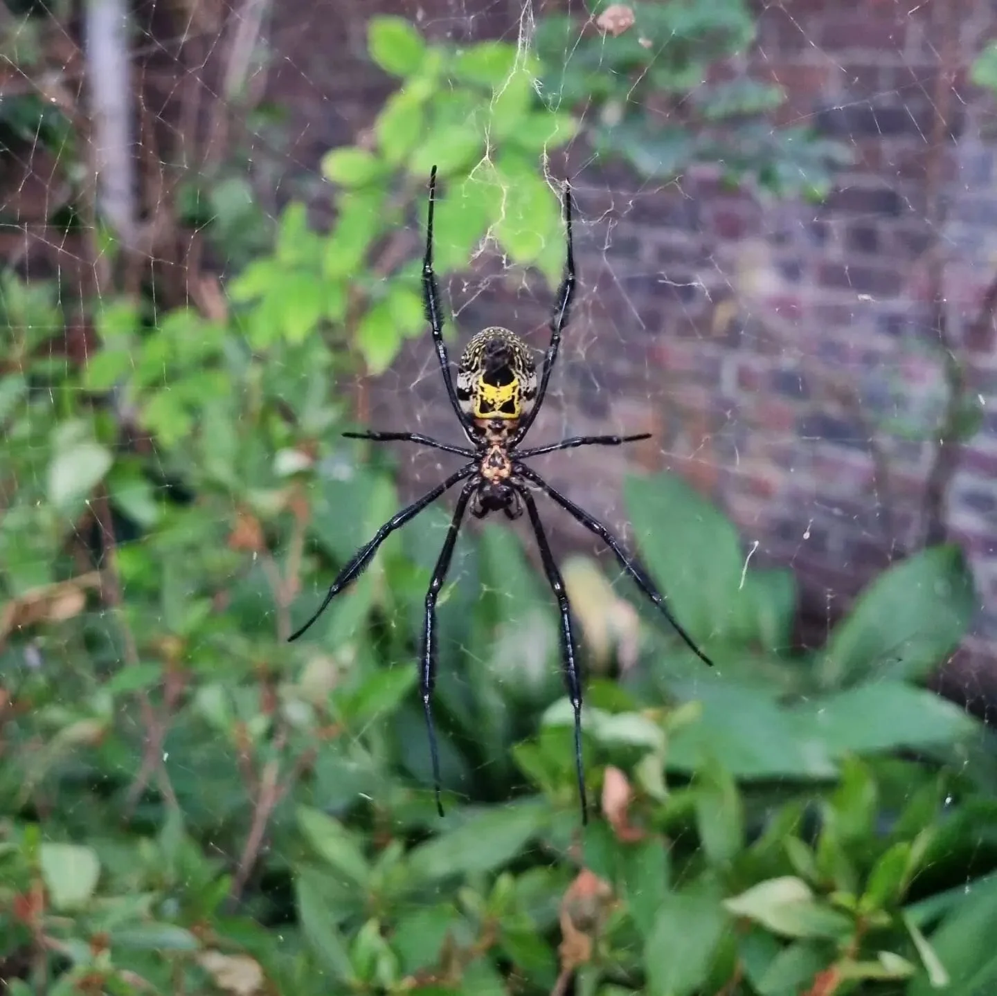Golden Orb Spider #spider #spiderweb