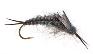 A)Stonefly Nymph Kaufmanns Stone