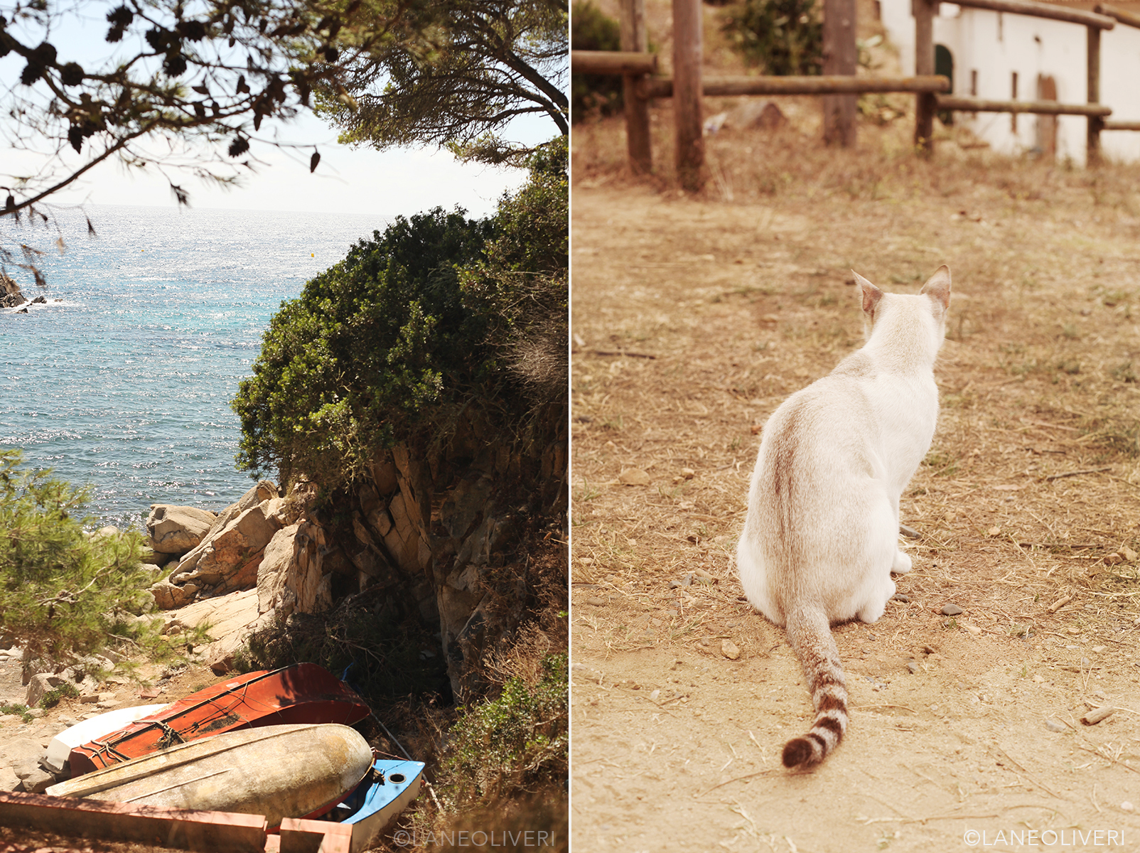  El Gato solo, tail twitching just below the ruins and above the beach. Lane Oliveri 2017