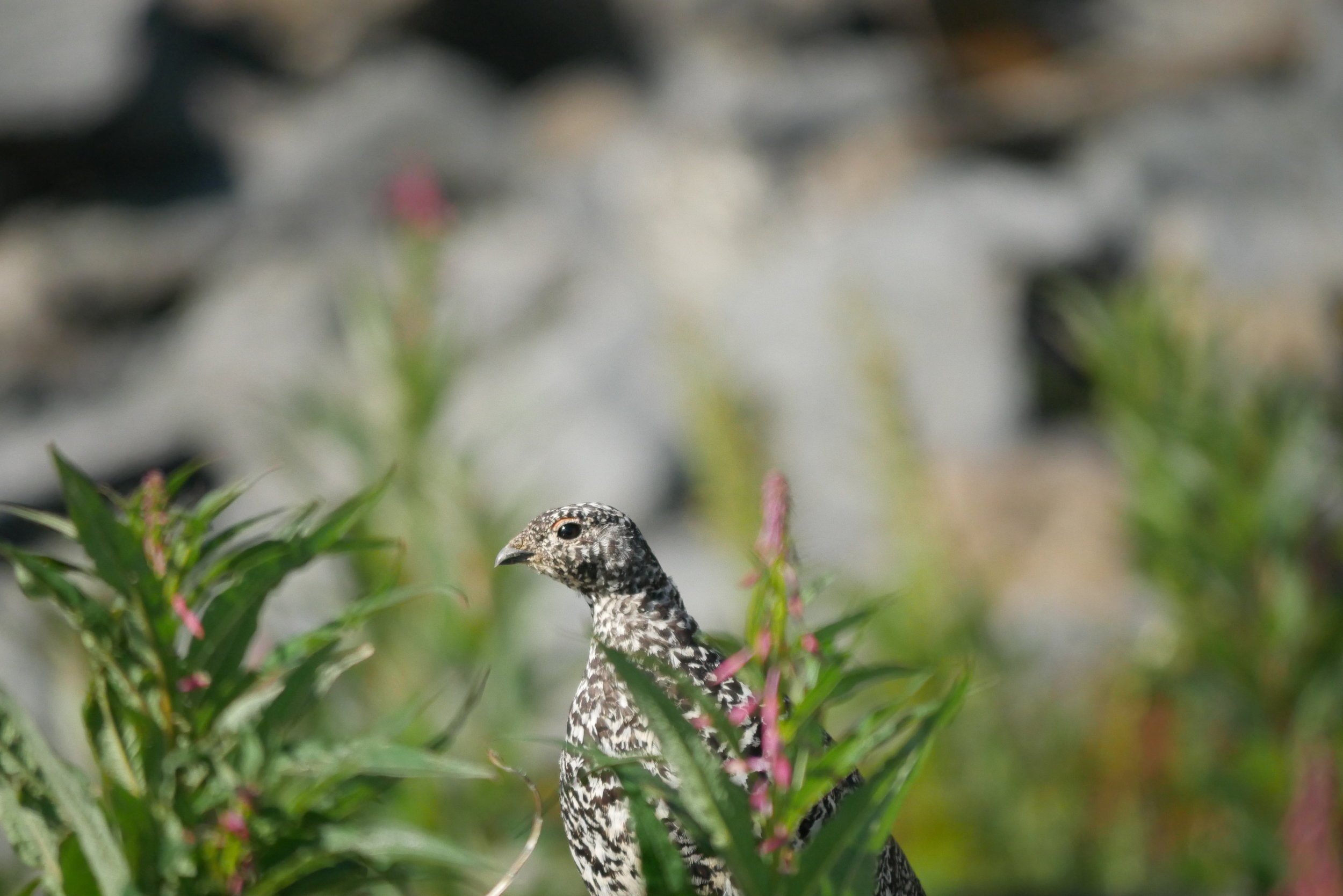 Rock Ptarmigan