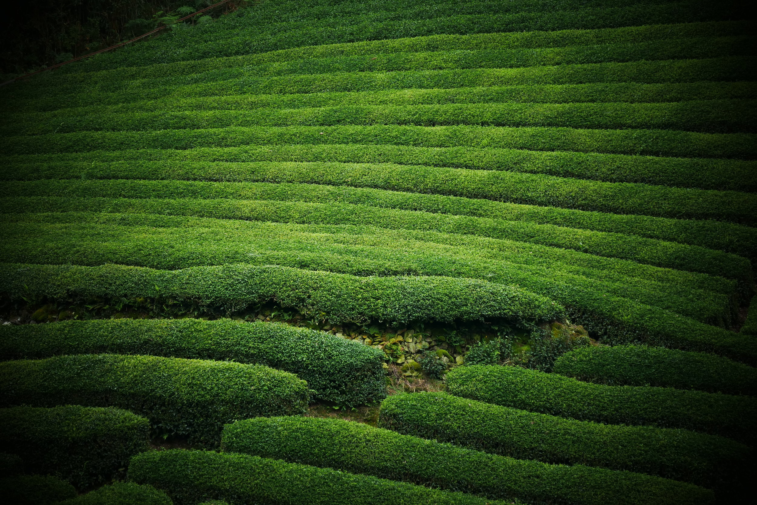Green Tea Plantation