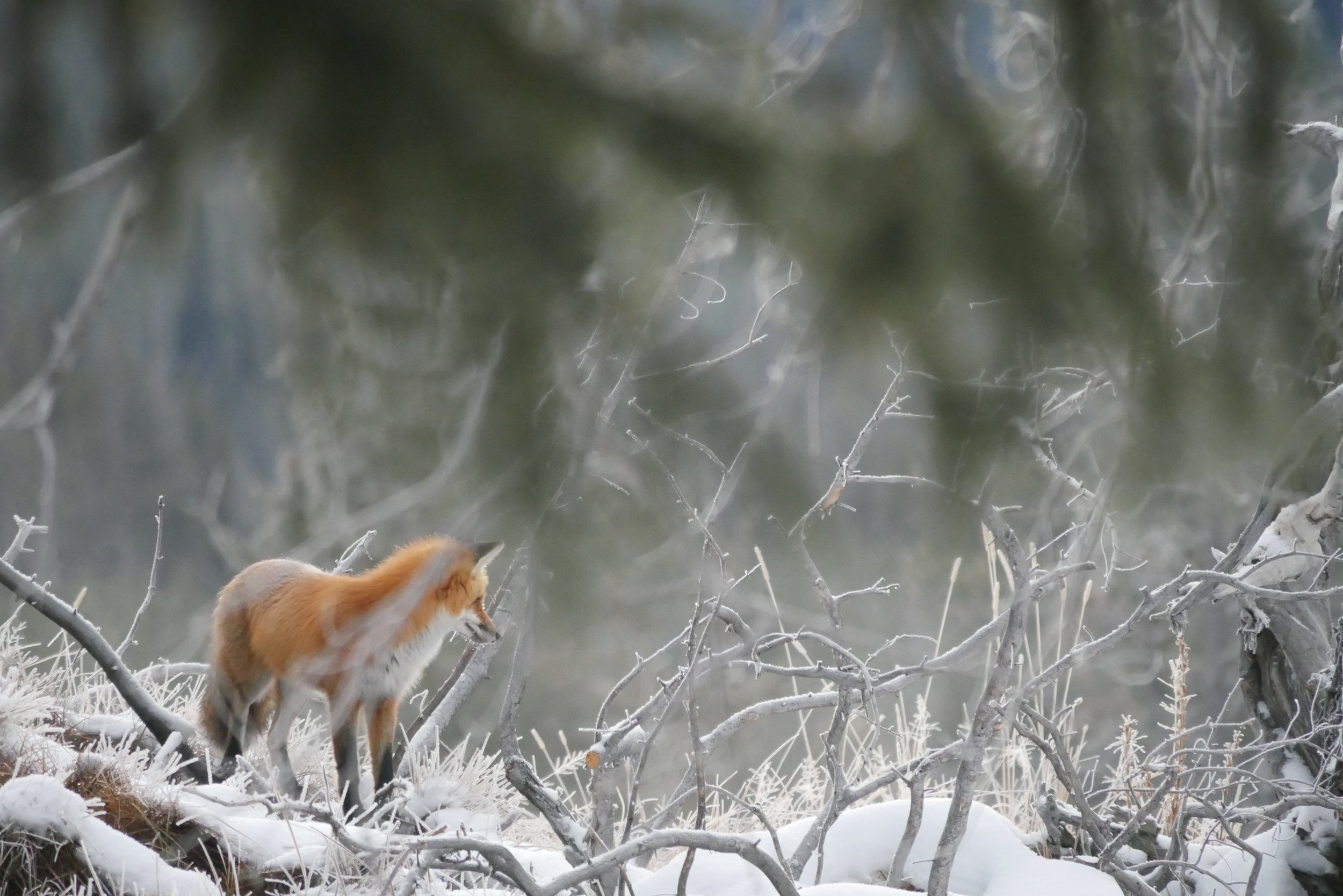 Red Fox