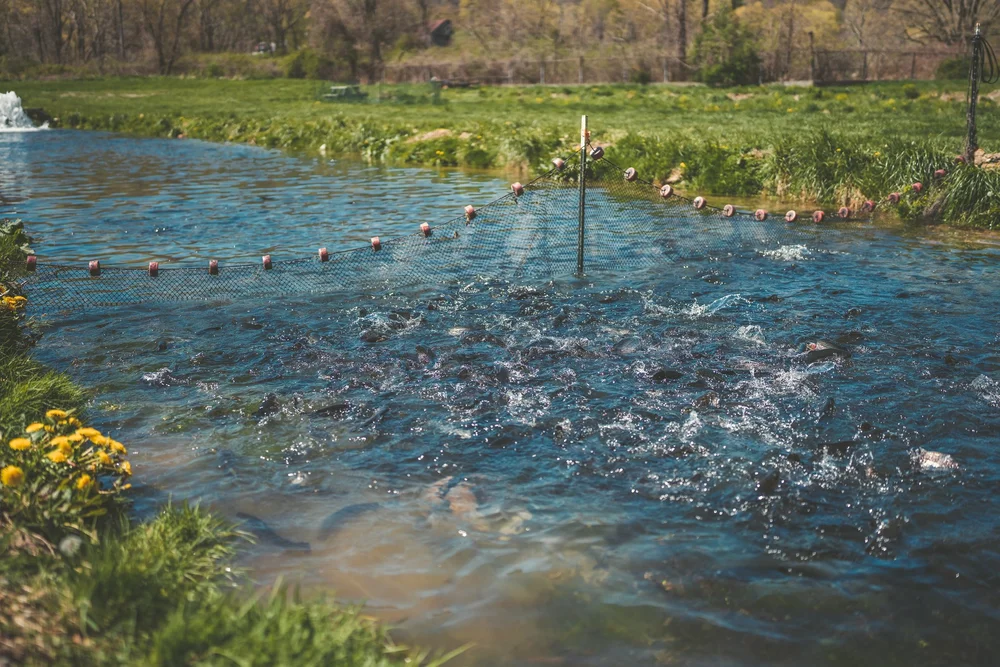 The Spring