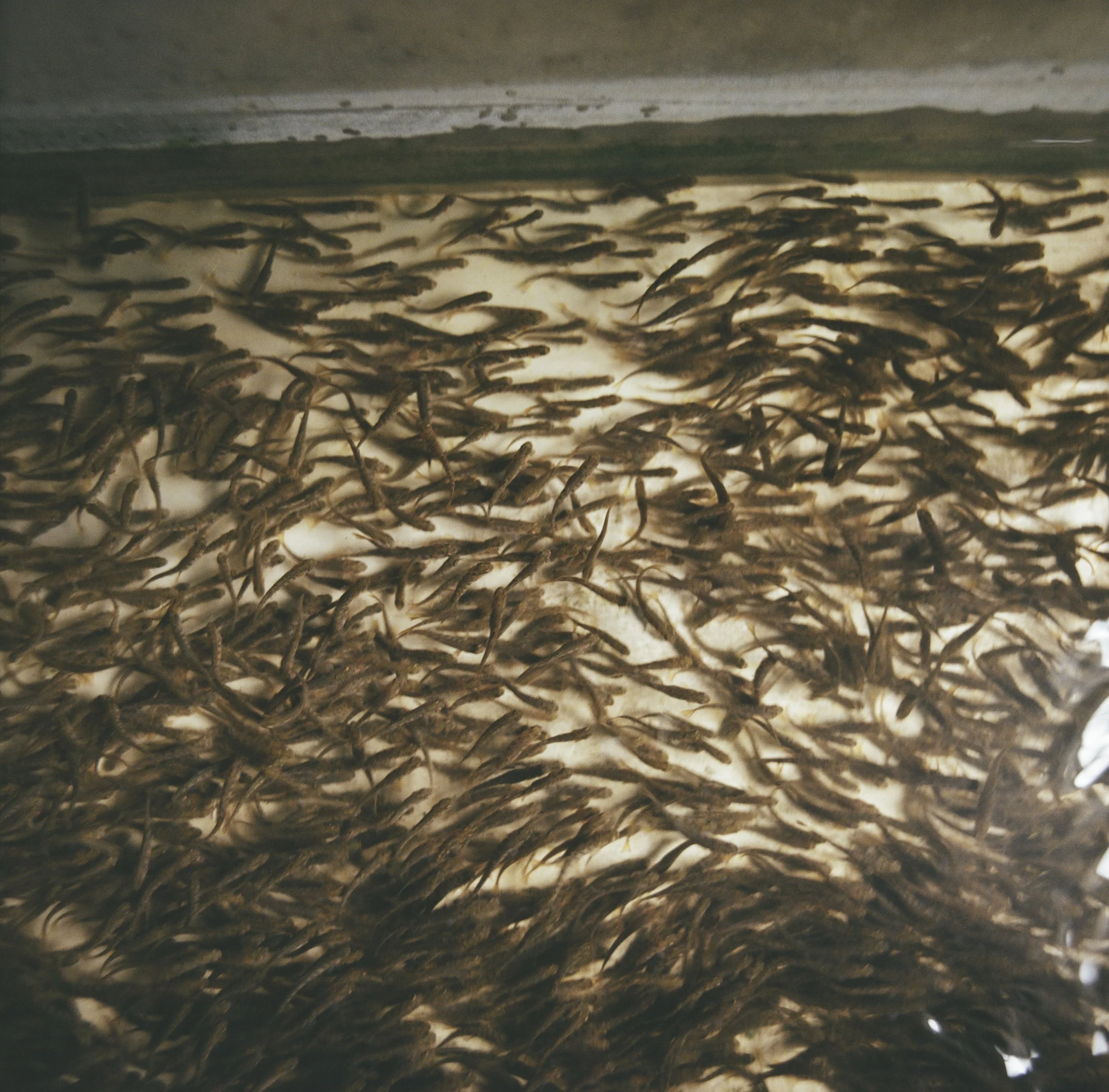 Hatched fish.jpg