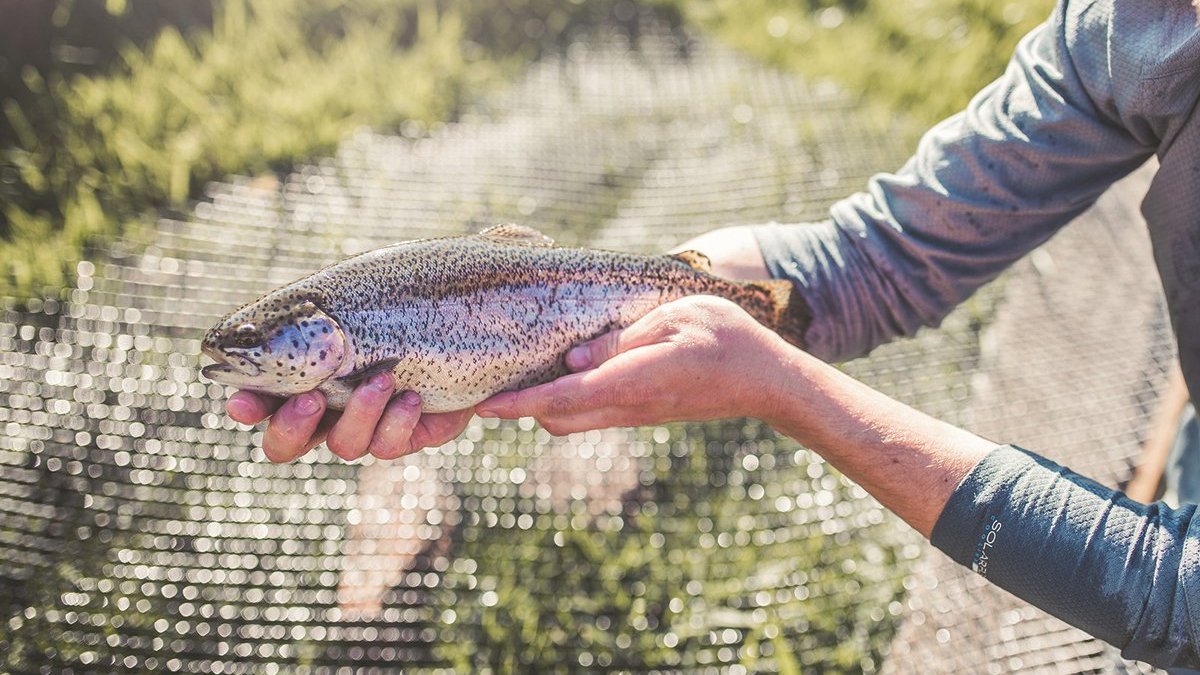 FEA_TroutHatchery_trout_RUELUNAPHOTO_rp0523_wide-feature.jpeg