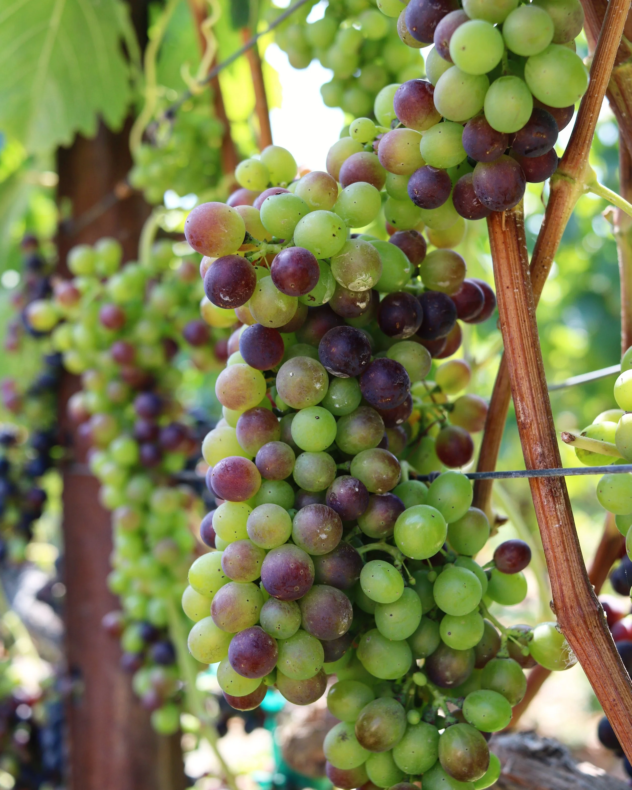 Syrah Grapes Melville.jpg