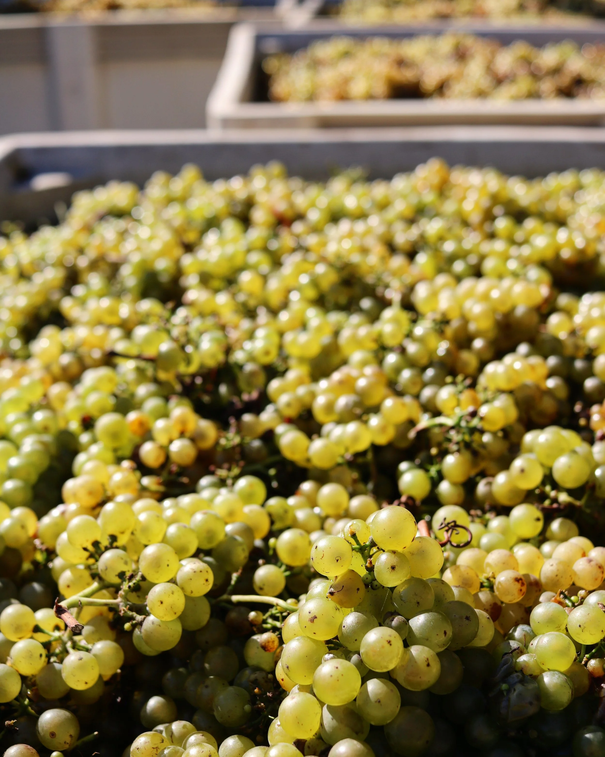 Babcock Chardonnay Radian.jpg
