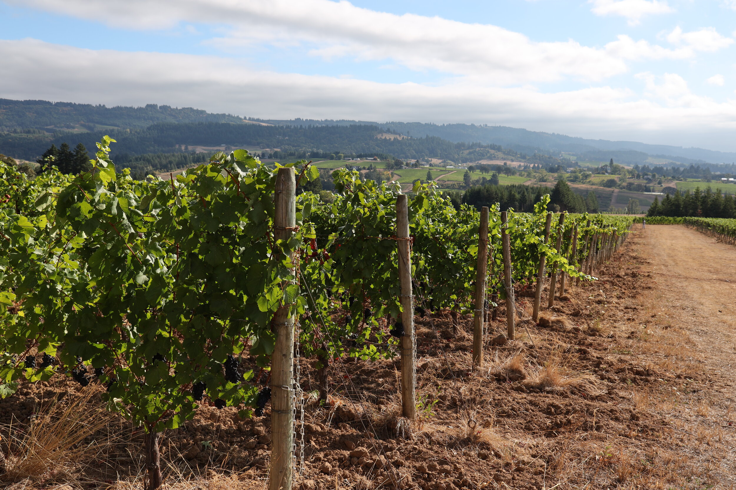 Ayres Vineyard & Winery – About the Winemaker — Ayres Vineyard