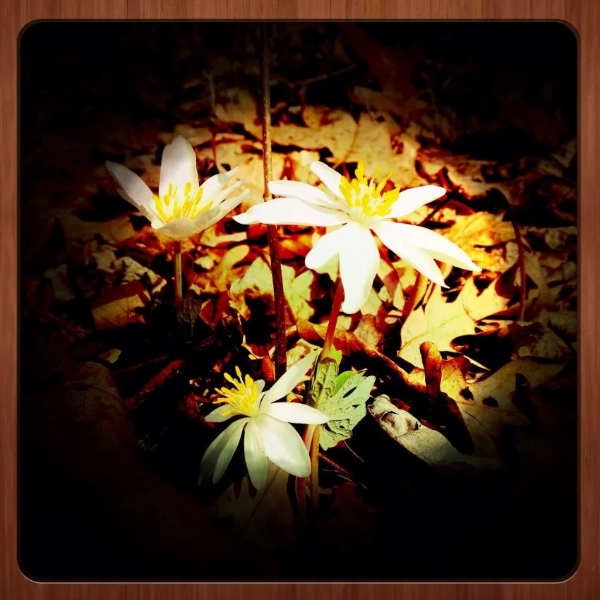 Flower Covering