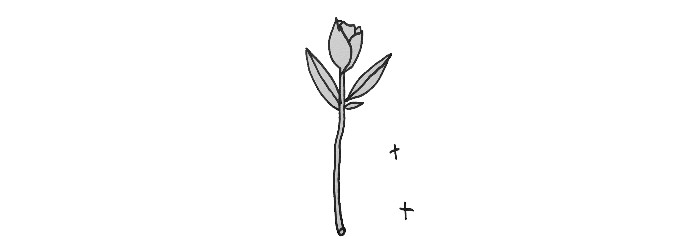 Rose.png