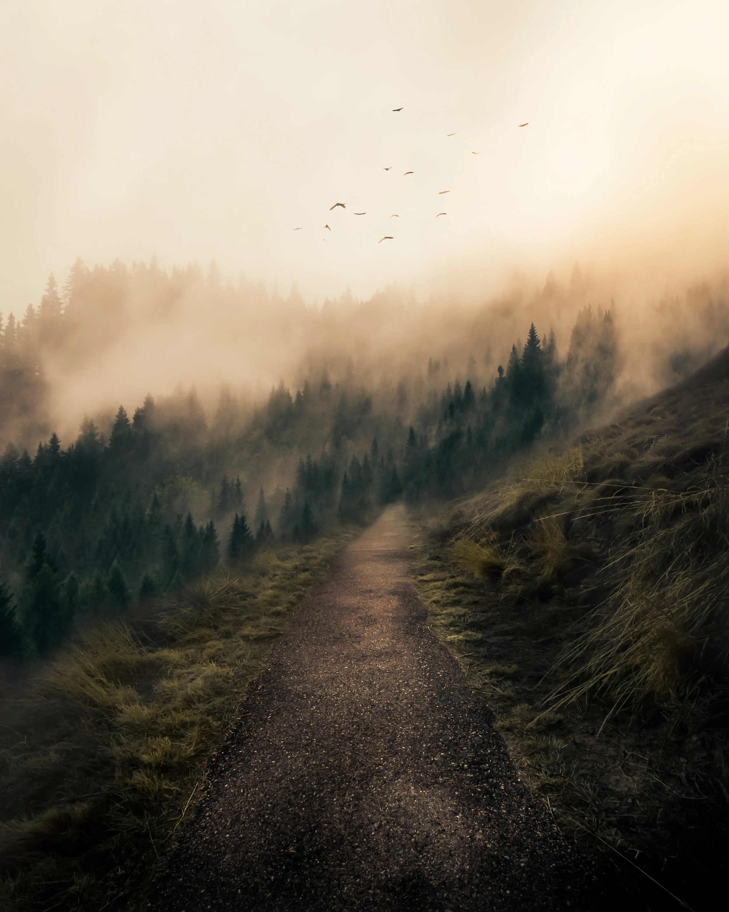 foggy path final.jpg