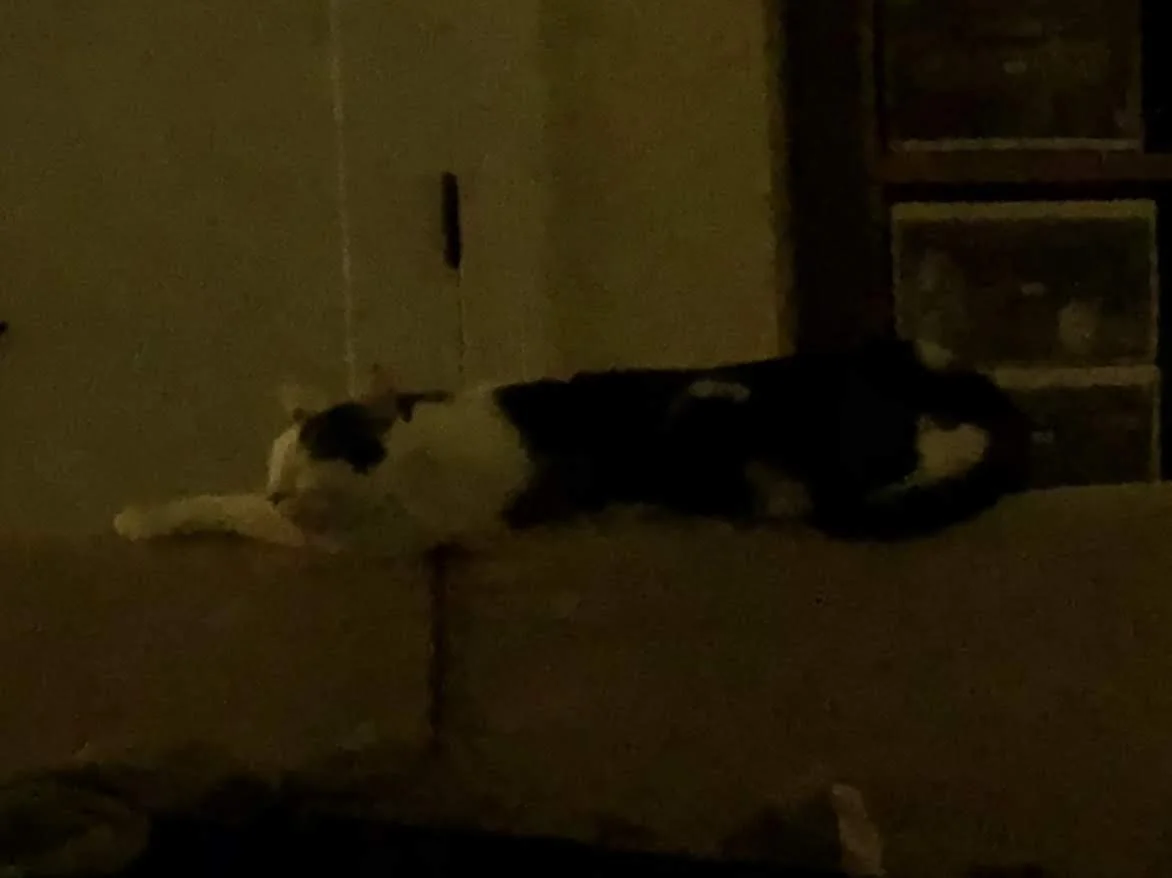 muffin is finally relaxing out in the open while i'm in the room.