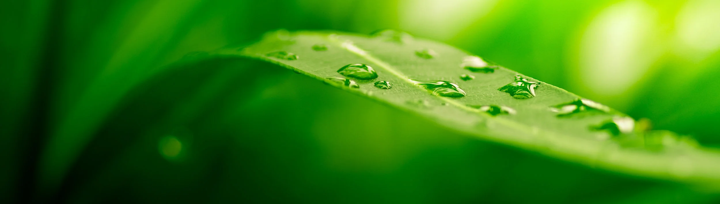 AdobeStock_10358383.jpeg