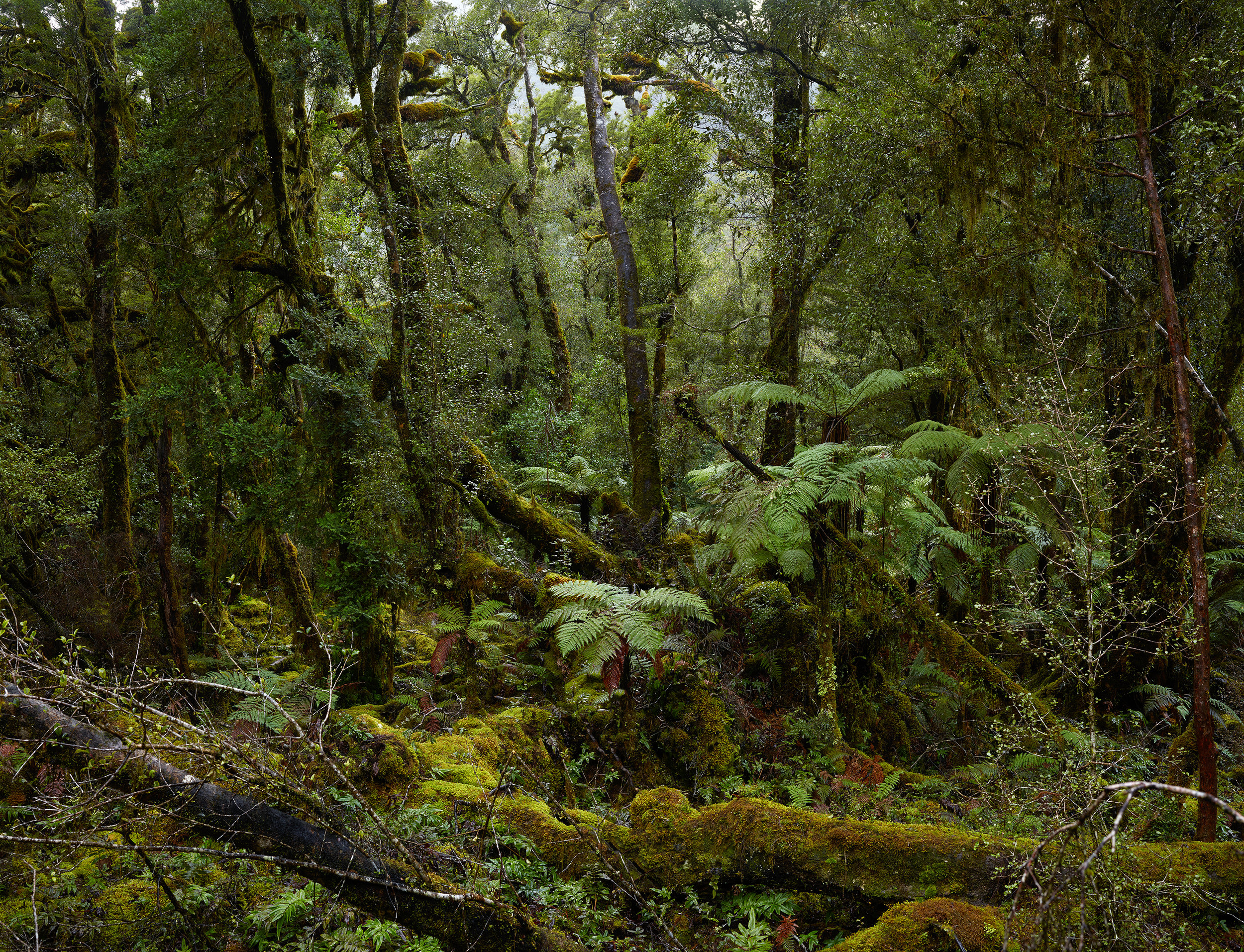 sharc cove bush new.jpg