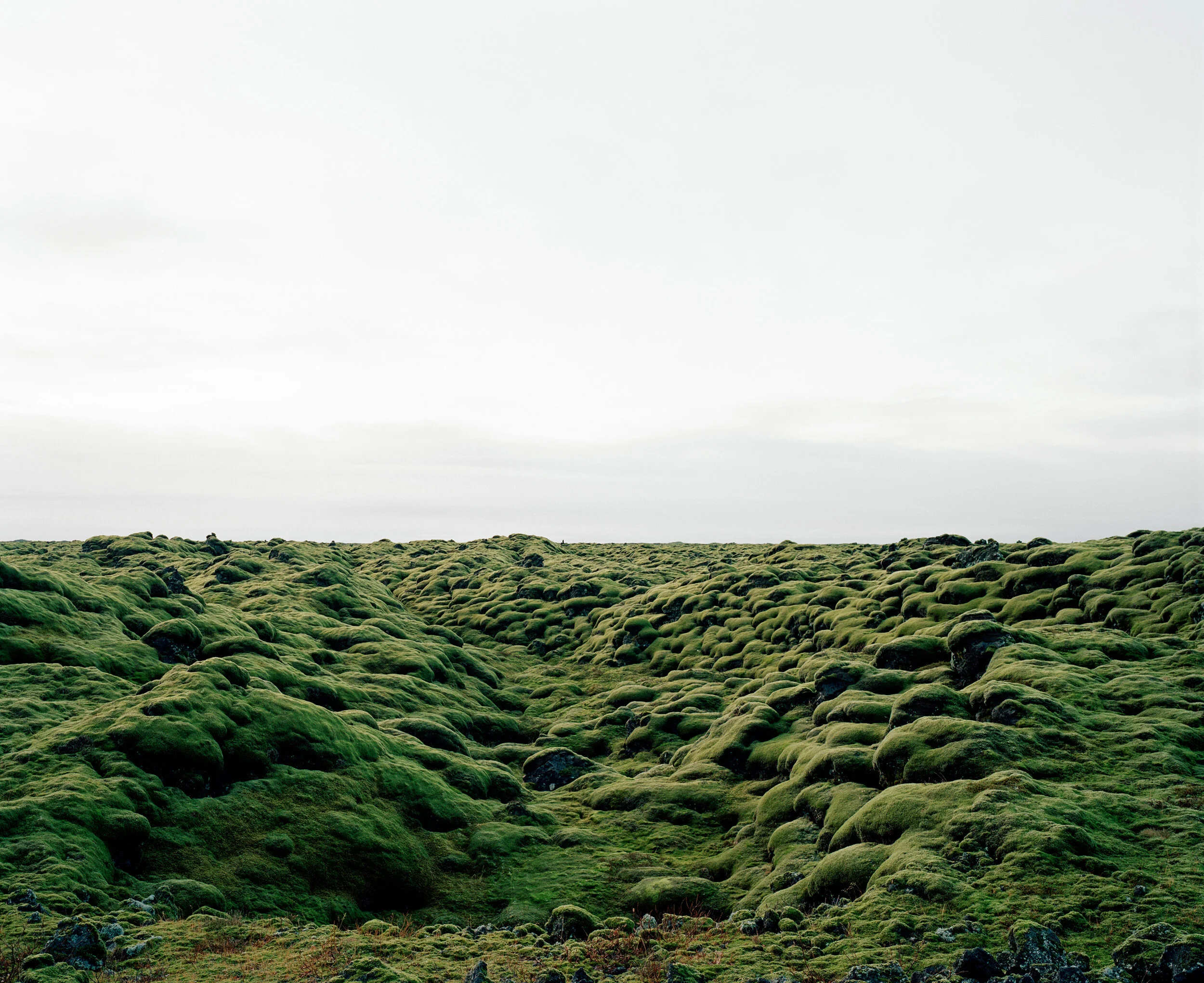 145_moss_scape_3.jpg