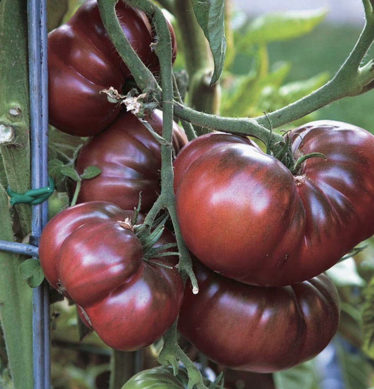 Tomato Rich Garden Party