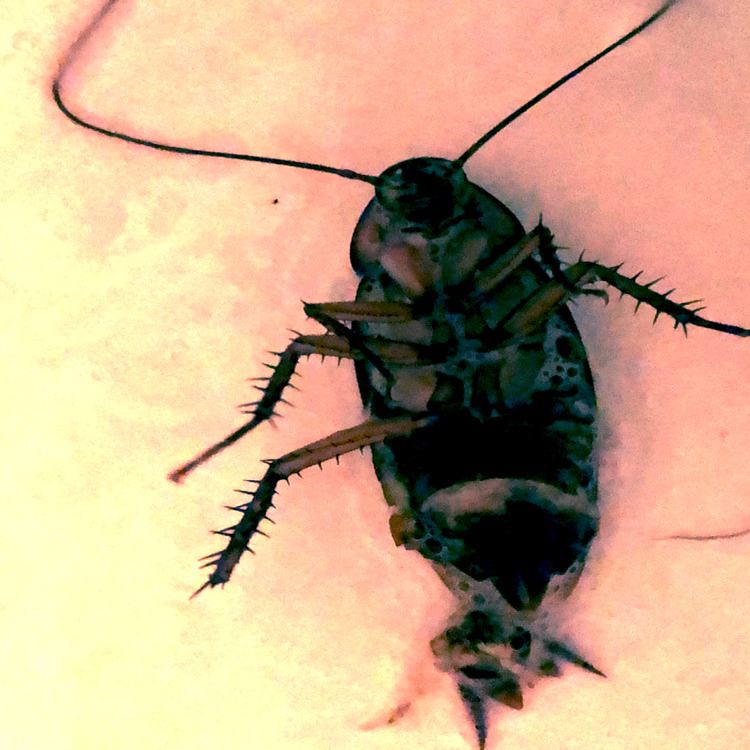 Loyal Customers | Little (Violence)