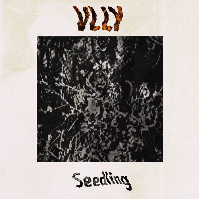 Vlly | Seedling