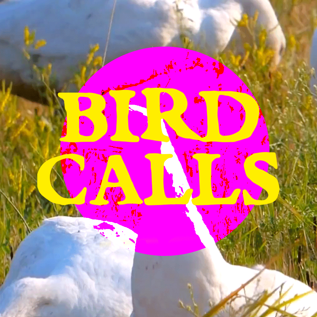 The Bird Calls