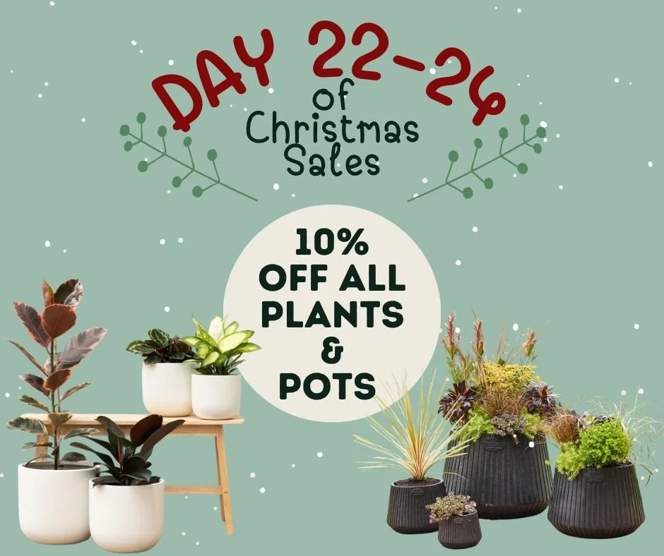 🎄✨ DAY 22&ndash;24 of our Christmas Sales! ✨🎄

We&rsquo;re wrapping up our sale with something fresh, festive and full of life! 🌿💚

For the final days before Christmas, enjoy 10% OFF ALL plants and pots!
Transform your home, elevate your garden, 