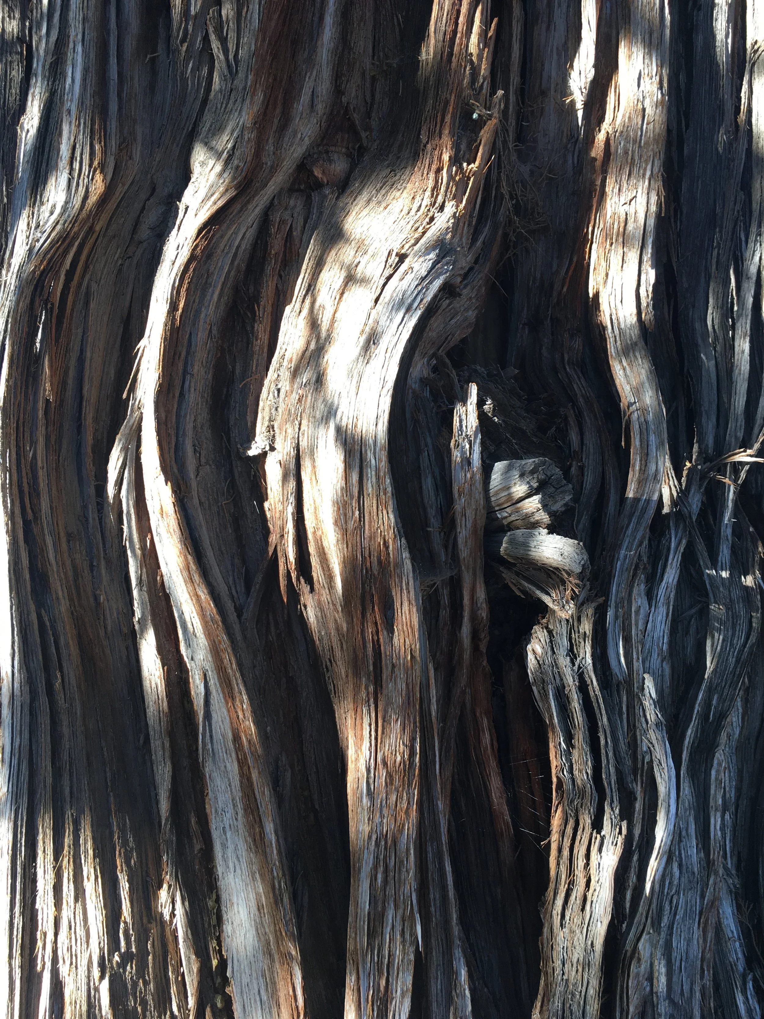 Shame... it's what's for dinner.