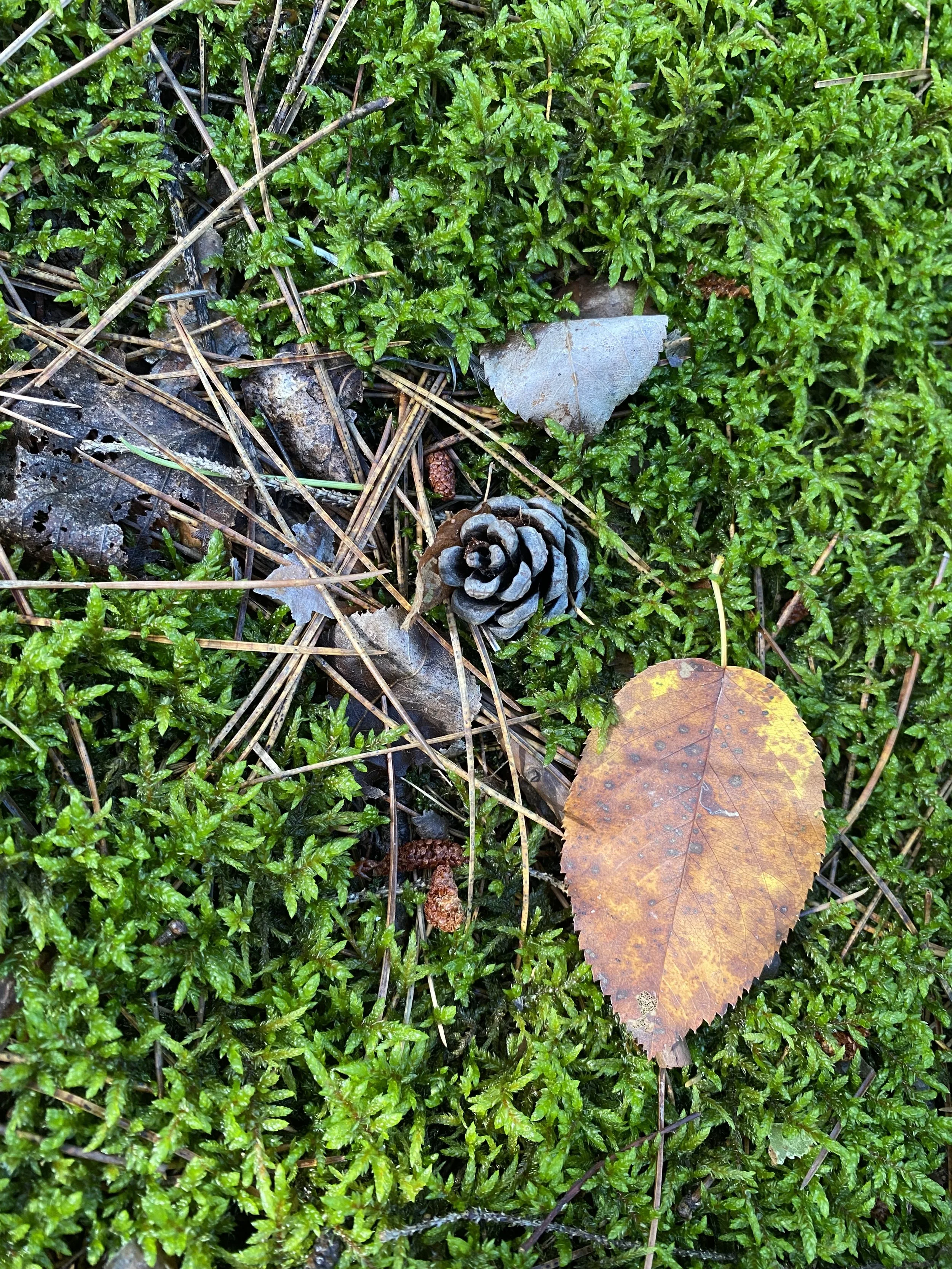 Sonic offerings