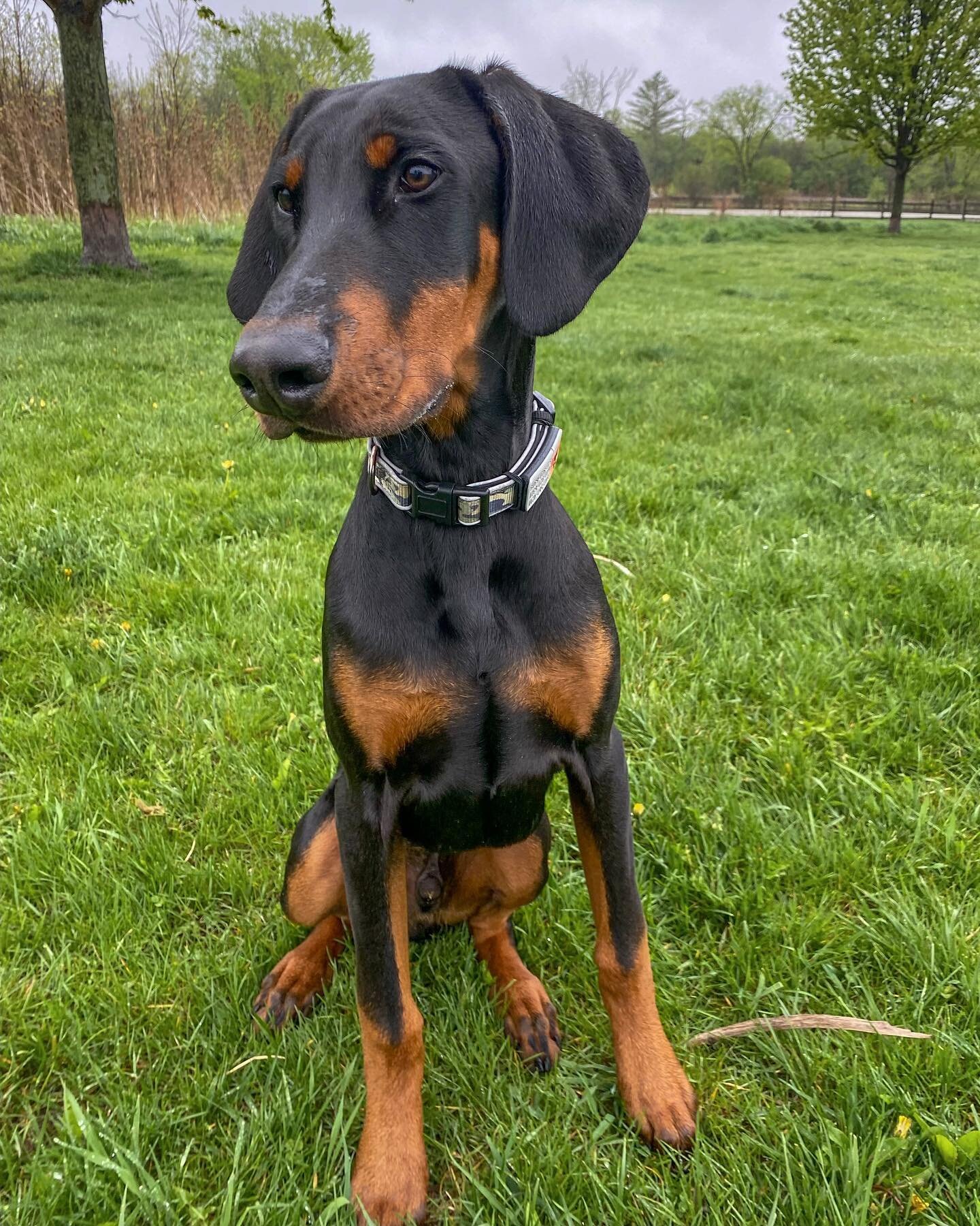 What good boys! Our friends Koby (6 month old Doberman) and Freddie Mercury (2 year old Australian Cattle Dog) are looking for new homes and we&rsquo;re hoping y&rsquo;all can help.

Please reach out to YDG for more information: (224) 588-2081 

#ado