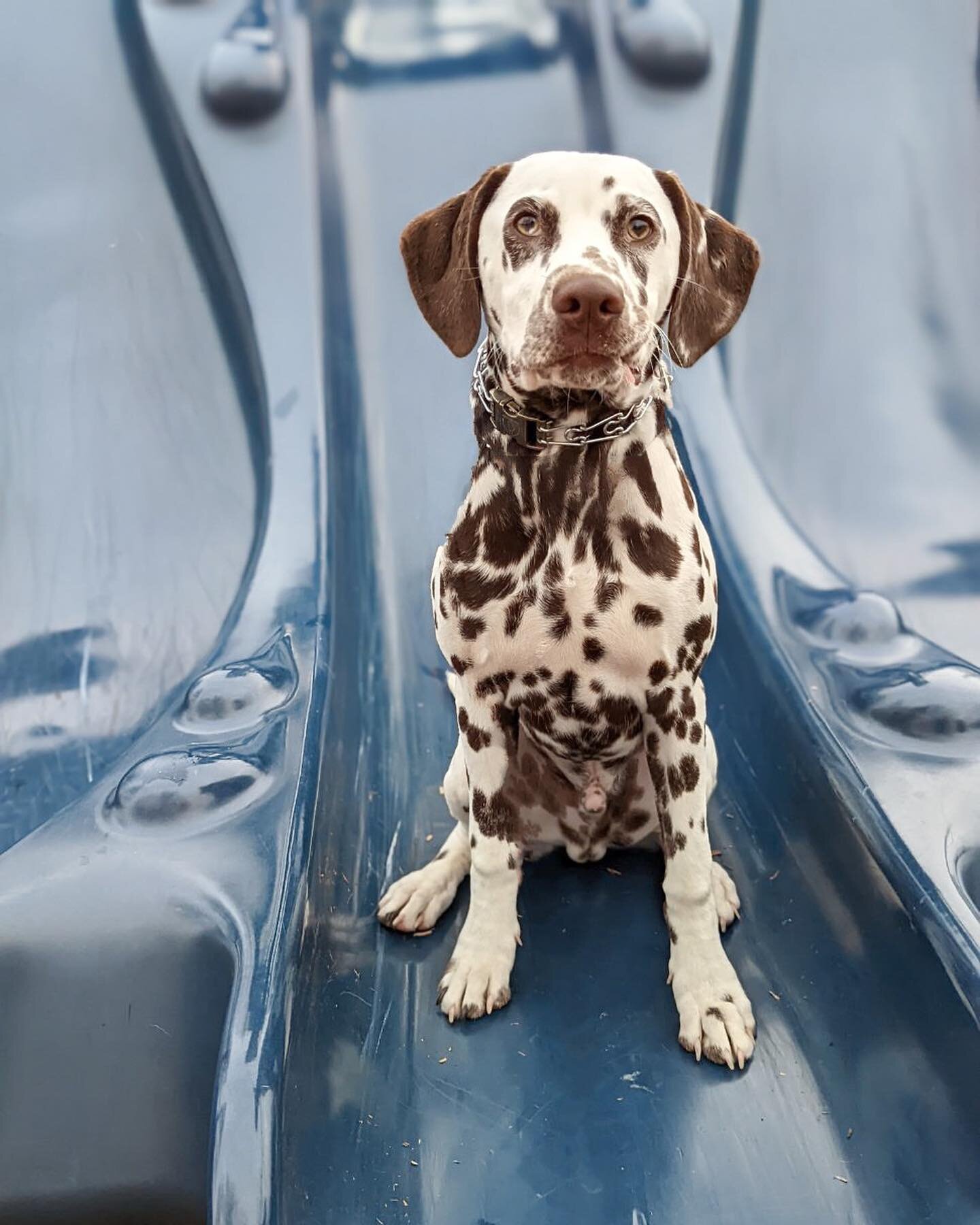 What rhymes with transformation? Dalmatian! And what better Dalmatian to spotlight on this #transformationtuesday than Ghost 👻 

Can you spot the difference? #dalmatian #cutedogs #yourdogsguru