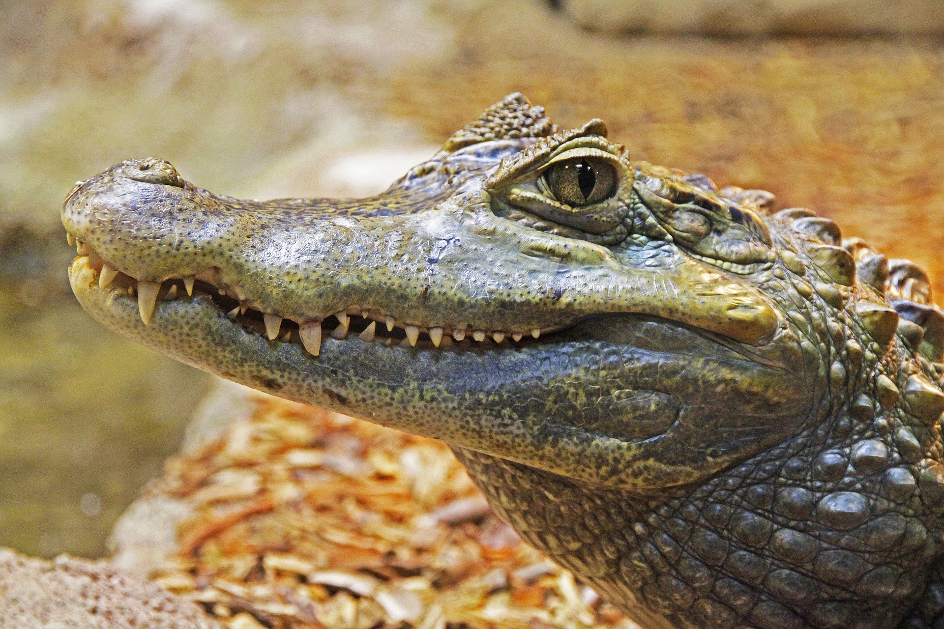 Alligators and Their Reptile Relatives