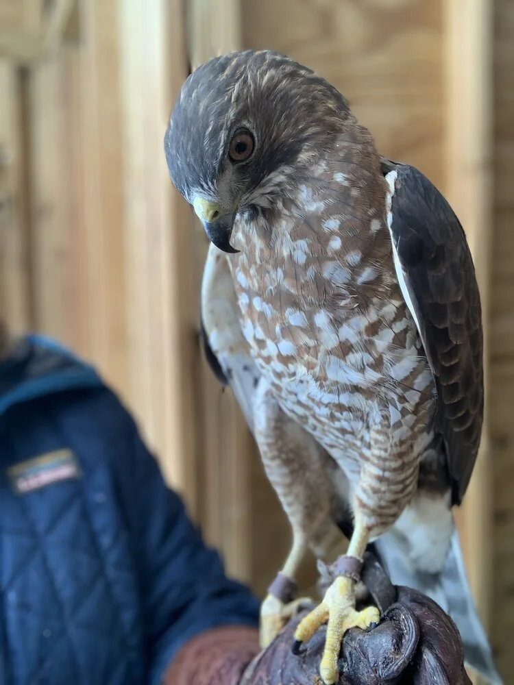Michigan Birds of Prey