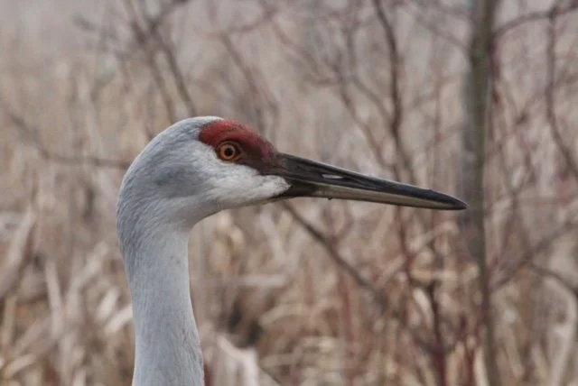 SANDHILL CRANE TOUR