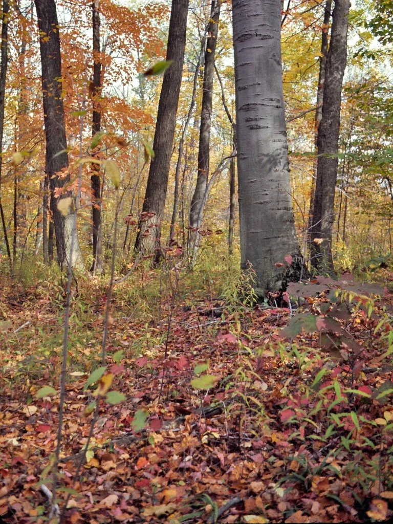 FALL COLOR RAMBLE