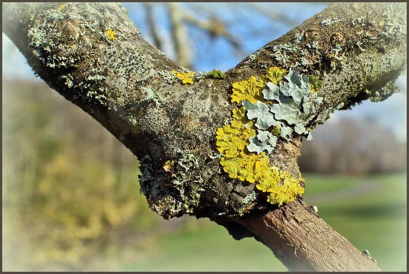 LOVE ON THE ROCKS – DISCOVERING LICHENS