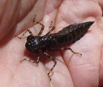 AQUATIC INSECTS: ECOLOGY AND USE IN DETERMINING STREAM WATER QUALITY