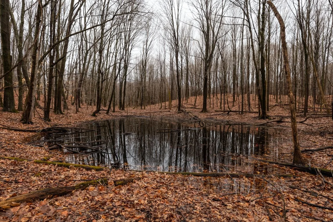 EPHEMERAL HIKE: EXPLORING THE “CORAL REEFS” OF OUR FORESTS