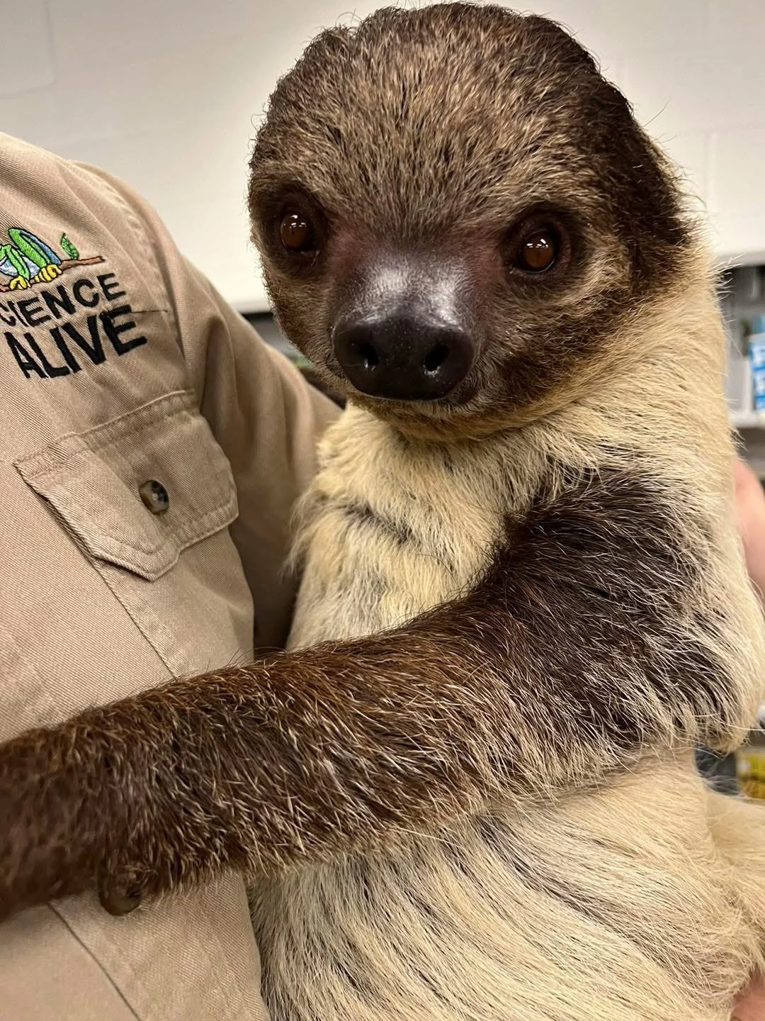 ANIMALS HAVE CLASS / ENVIRONMENTAL ADAPTATIONS