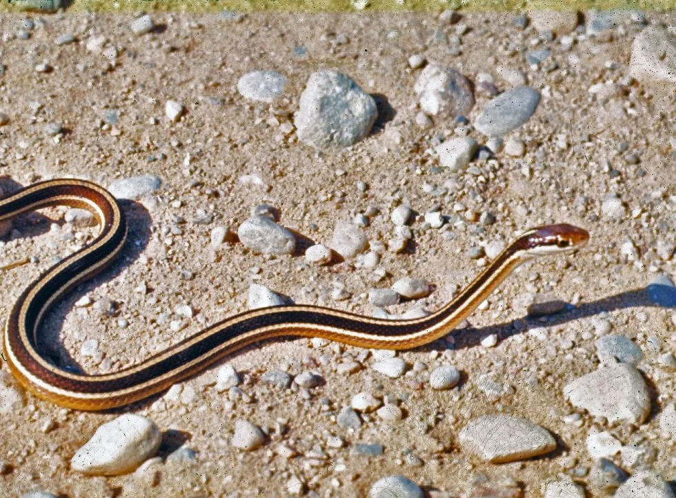 MICHIGAN SNAKES ALIVE!