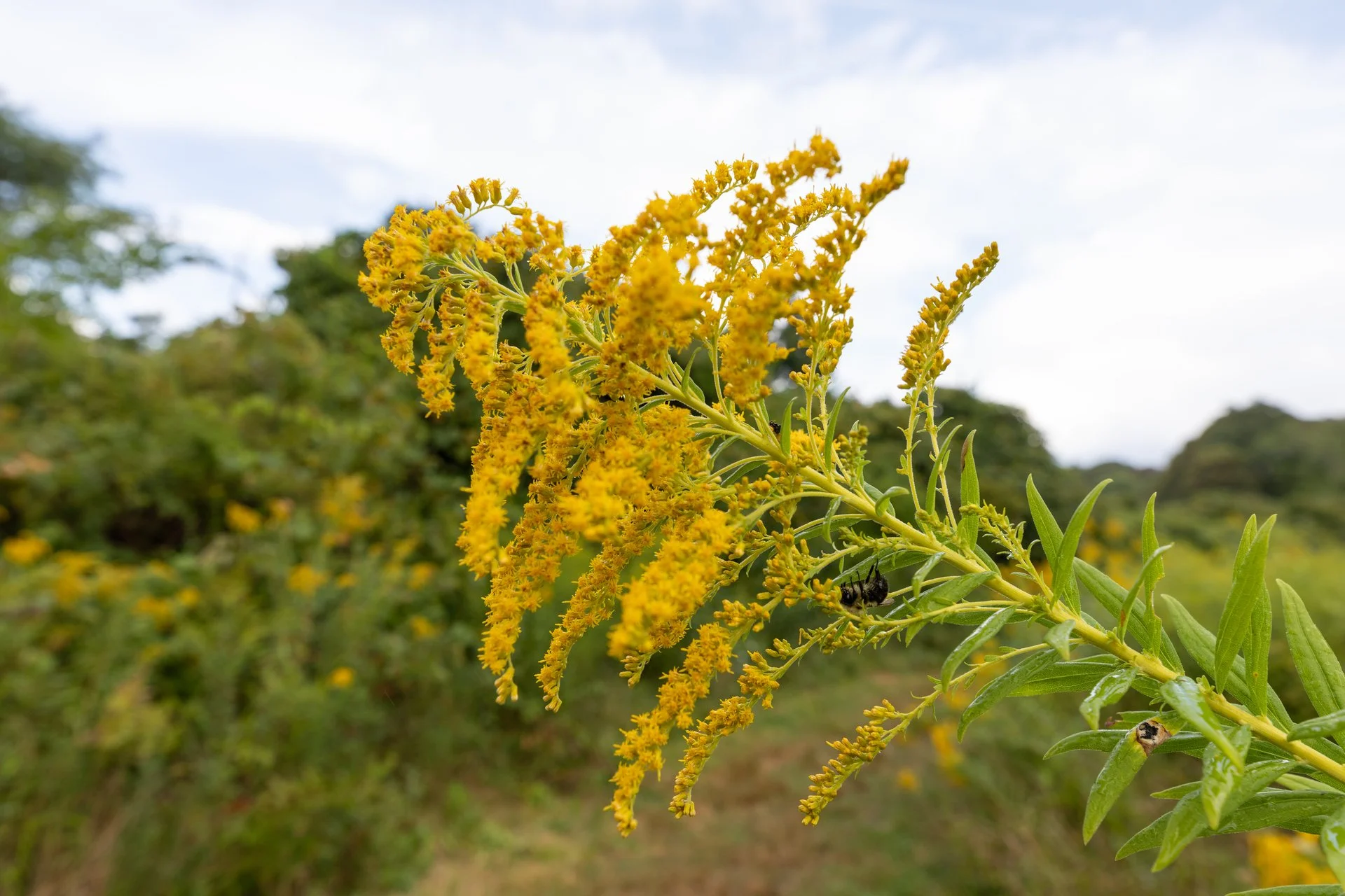 THE FINAL FLOURISH – MICHIGAN’S ASTERS AND GOLDENRODS:
