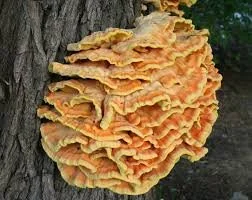 FALL MUSHROOM HUNT